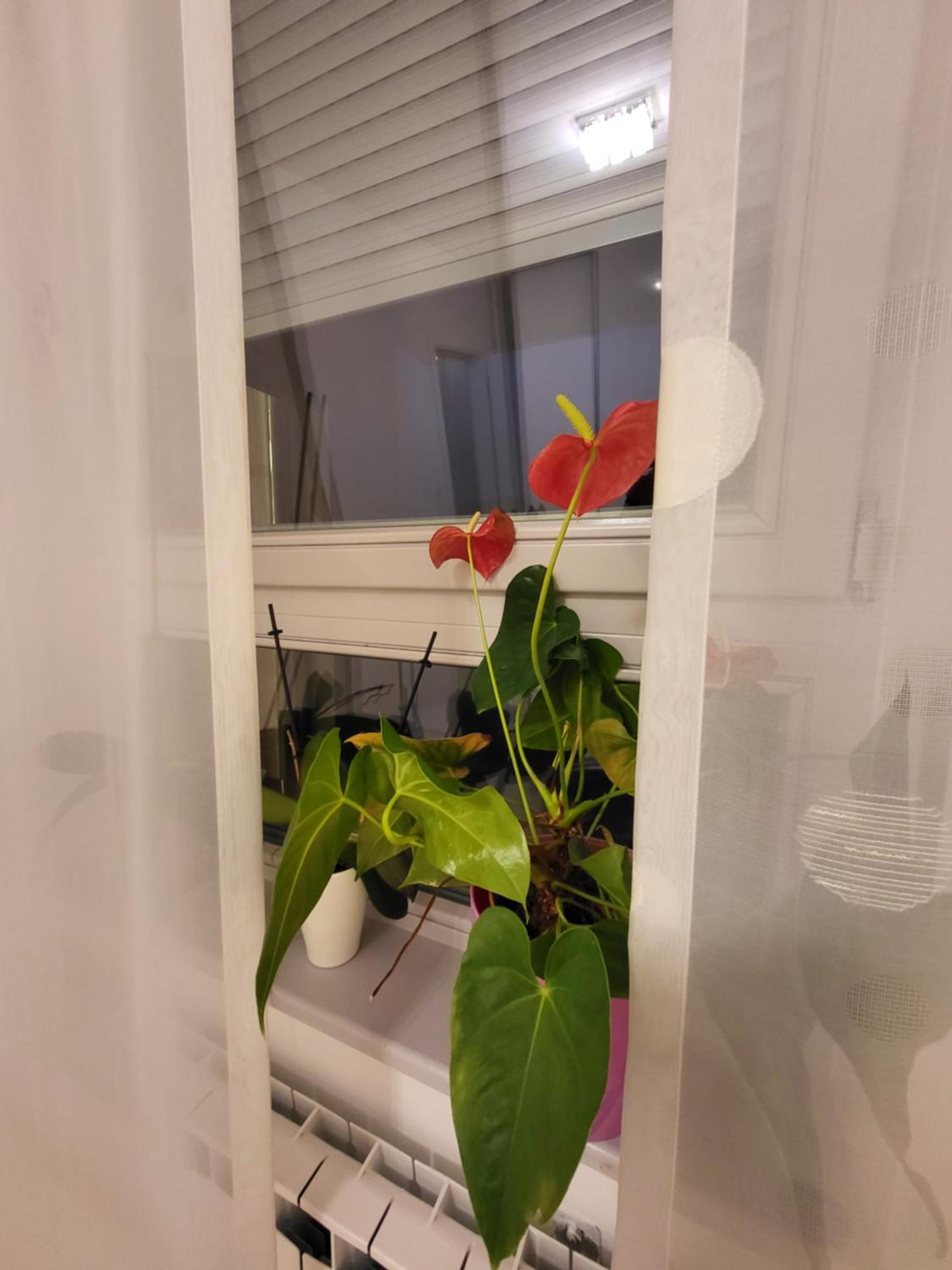 Jarun Lux Apartment
