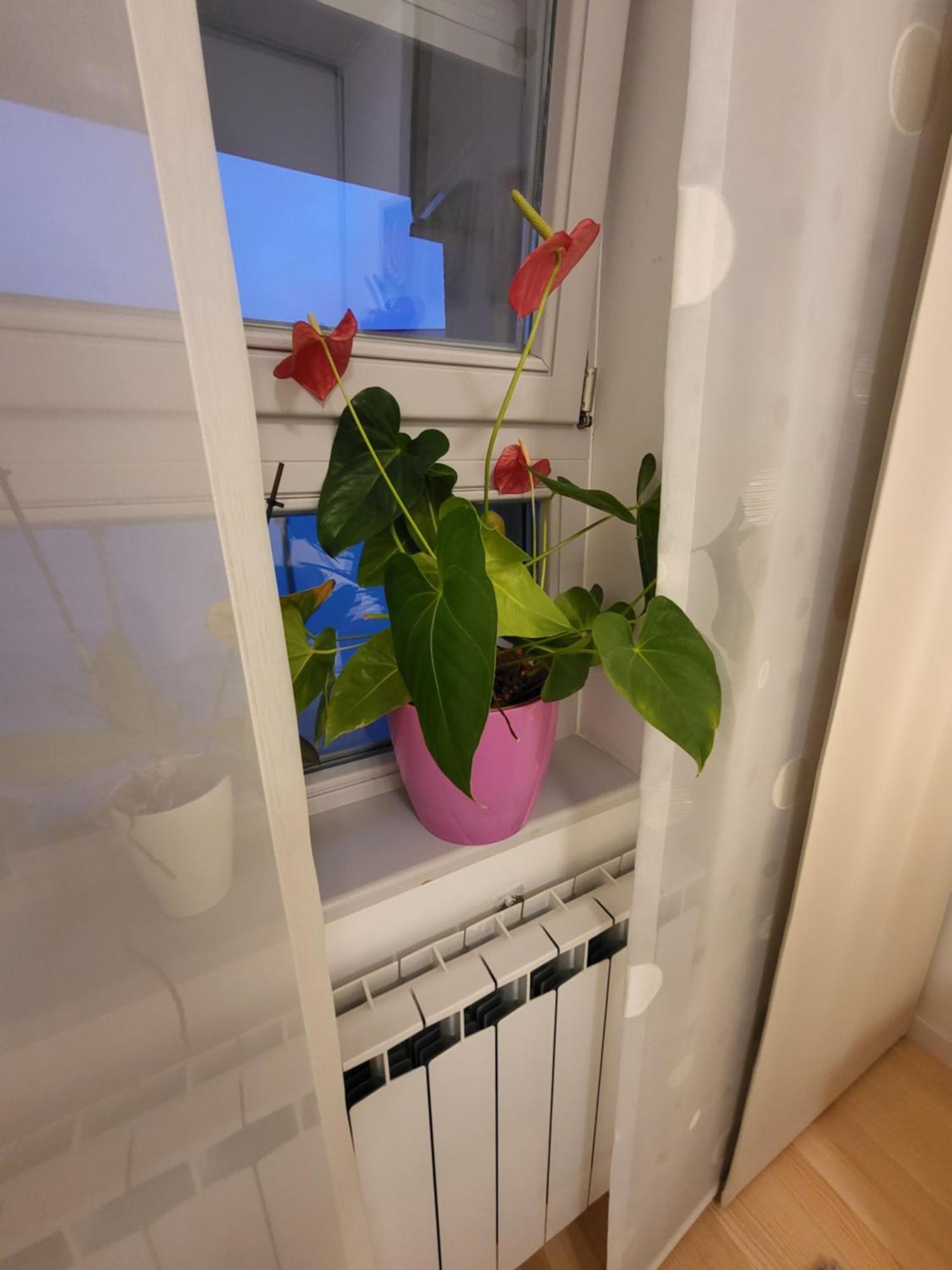 Jarun Lux Apartament